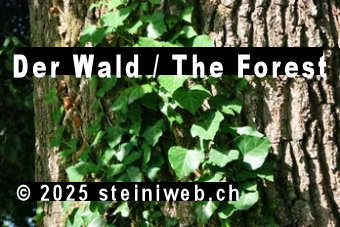 Der Wald,The forest