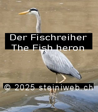 Fischreiher,Fish heron