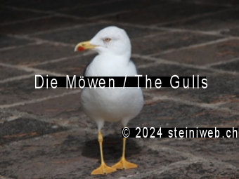 Die Möwen, The Gulls