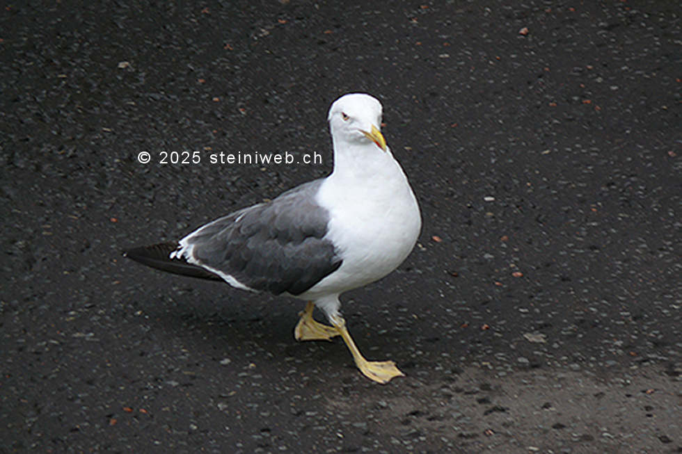 Möwen,Gulls