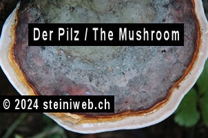 Pilz,mushroom