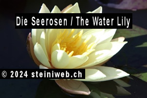 Seerose,water lily