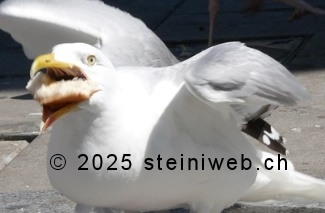 Möwe beim Fressen