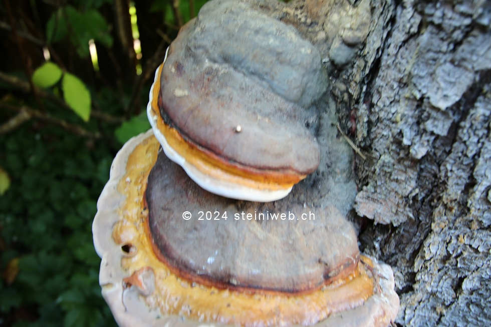 Pilz,mushroom